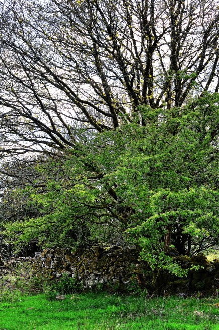 DSC_0155.JPG (3)-002