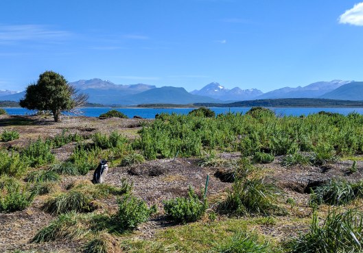 patagoniapenguin